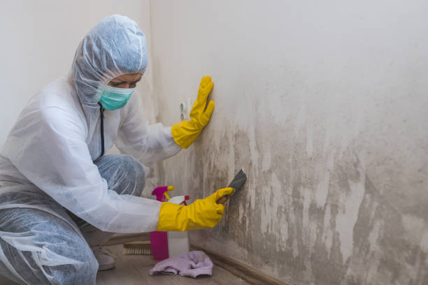 Best Basement Mold Remediation in Fayetteville, PA